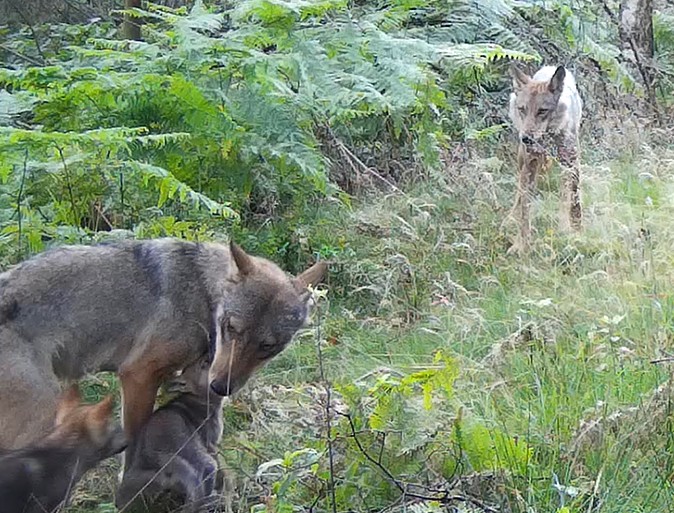 Vlk v roli strážce rovnováhy a vrcholného predátora