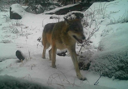 Pojďme si něco povědět o vlkovi