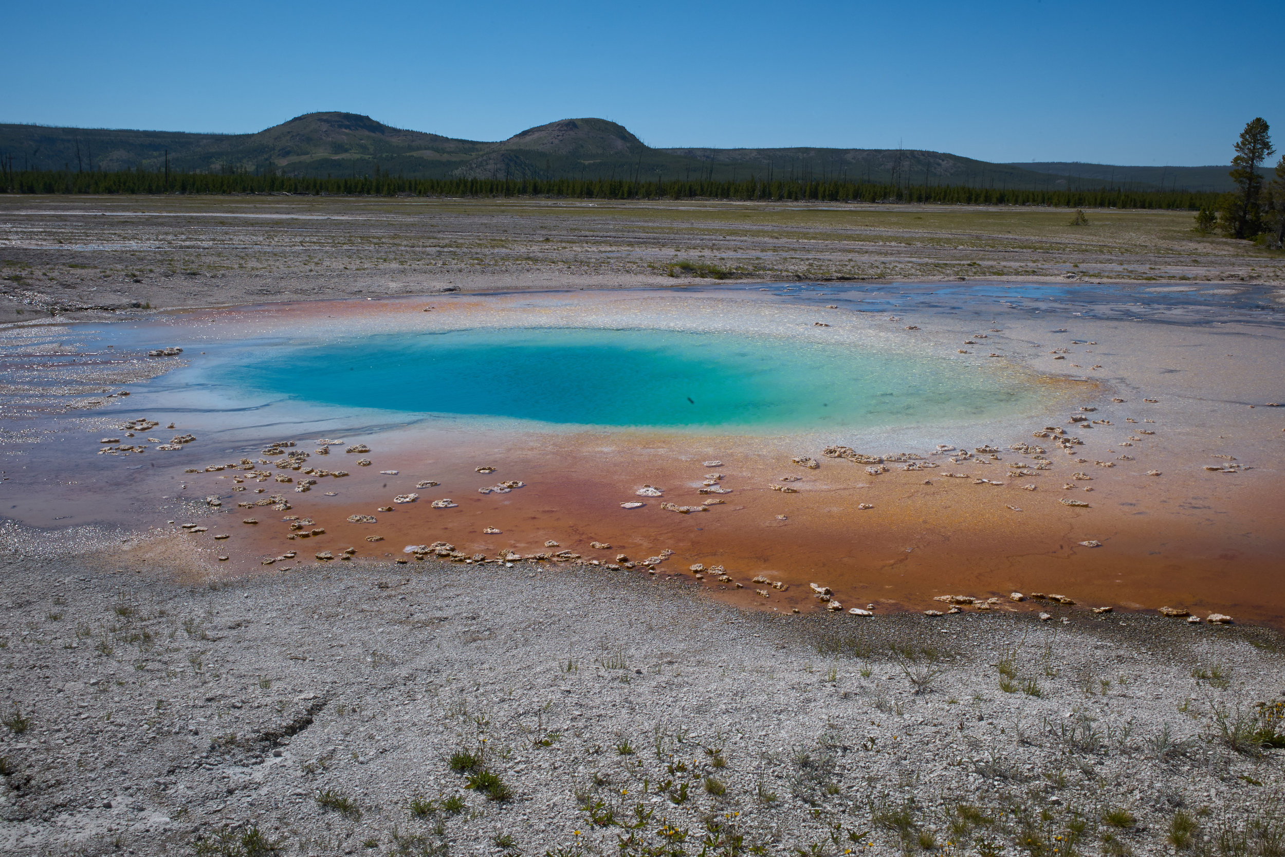 Pokud se chystáte do Ameriky - Yellowstone žádá turisty, aby zvířata nechali žít a dali jim prostor