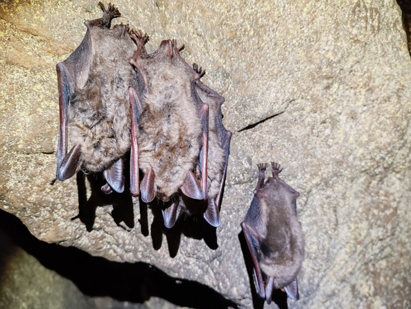 bat