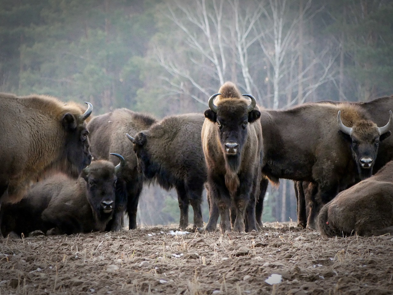 bison