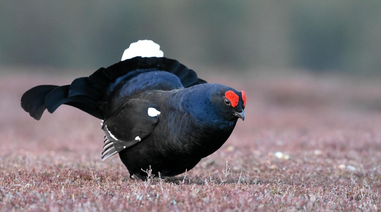black-grouse-4126537_1280