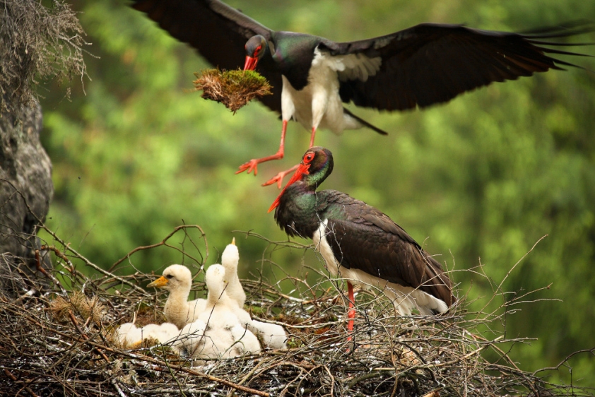 cap_cerny_v_sojka_1024px