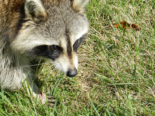 publicdomainpictures-raccoon-83110_640