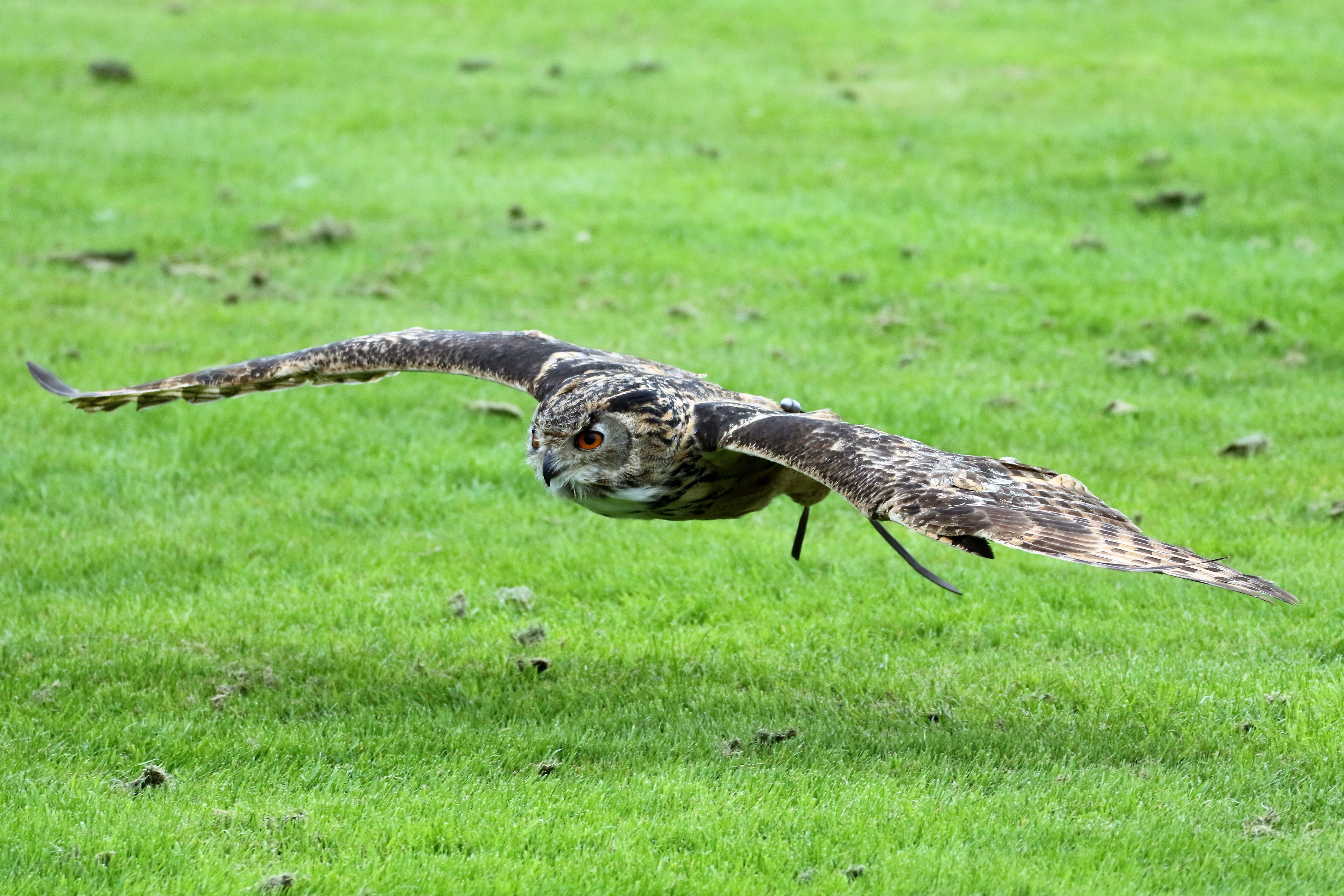 kevinsphotos-eurasian-eagle-owl-1642868