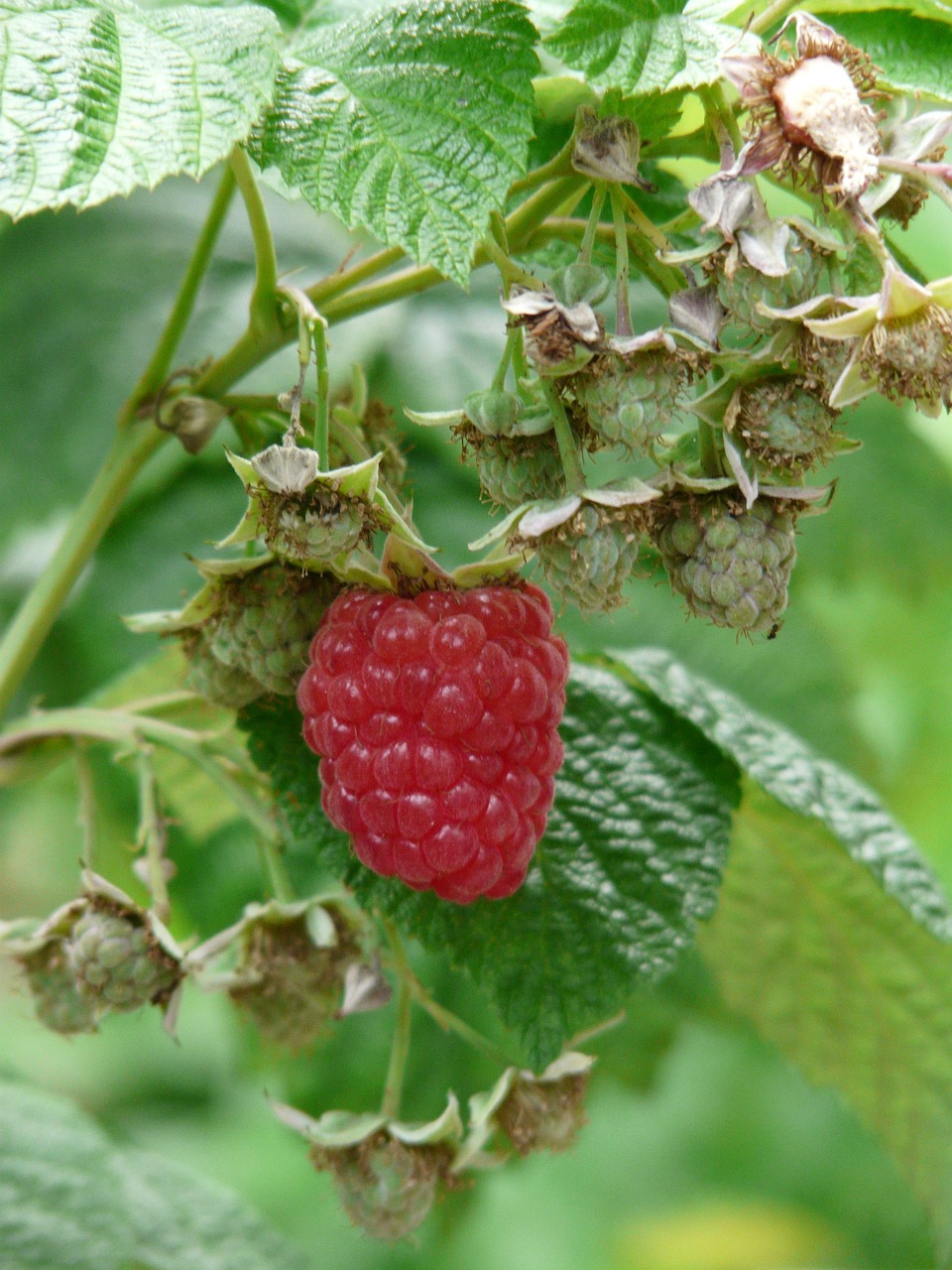raspberry-8410_1280