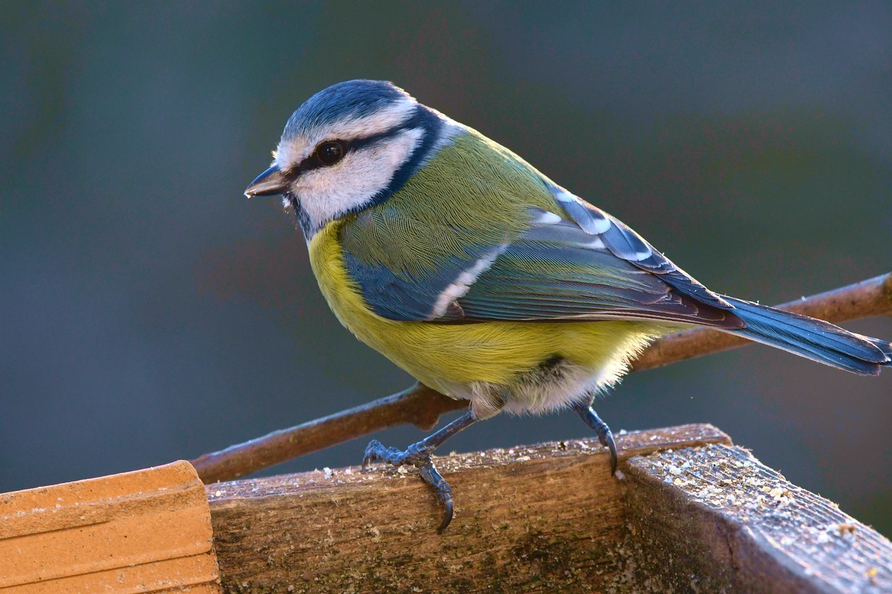 tit