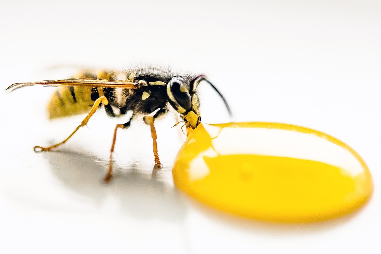 wasp-3595688_1280