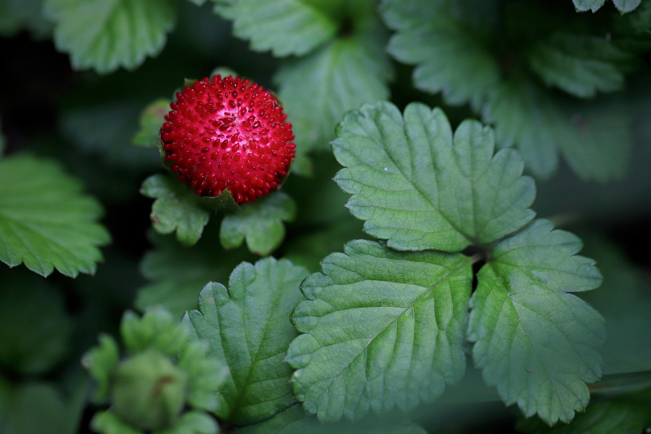 wild-strawberry-7259916_1280