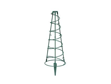 CP007542 1