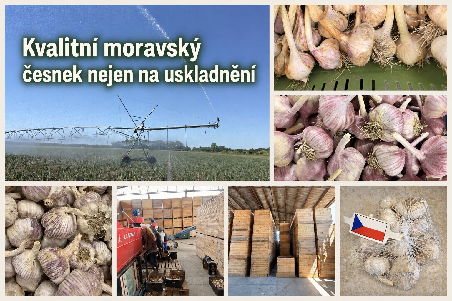 česnek na uskladnění