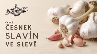 Český česnek Slavín je teď v akci. Silná chuť, poctivý český původ a odrůda, kterou poznáš hned při prvním použití....