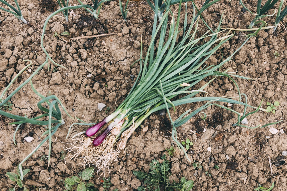 Jak na jarní sázení česneku?