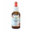 Reishi Lesklokorka lesklá AF tinktura 50ml Salvia Paradise