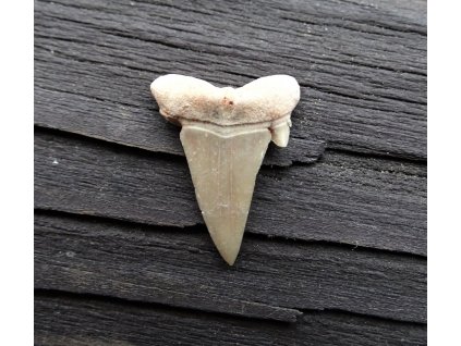 Žraločí zub (Otodus obliquus) menší