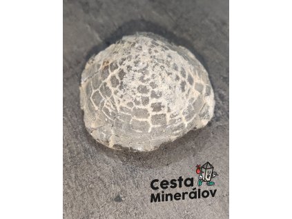 Ježovka Echinocorys