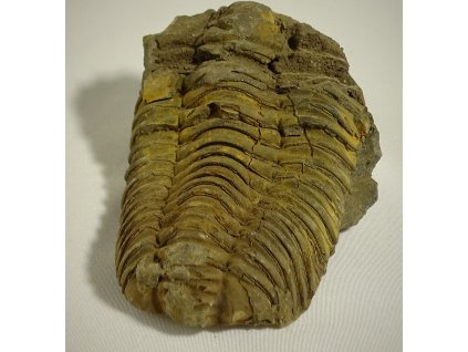 Trilobit väčší