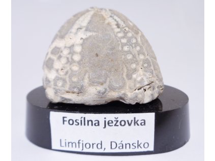 Ježovka Echinocorys na podstavci