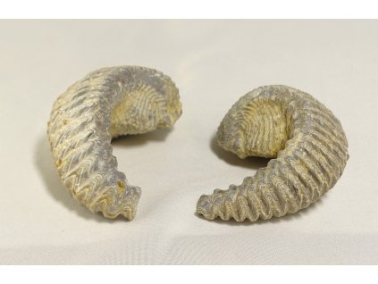 Ustrica Ostrea