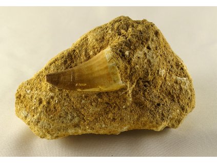 Zub Mosasaura