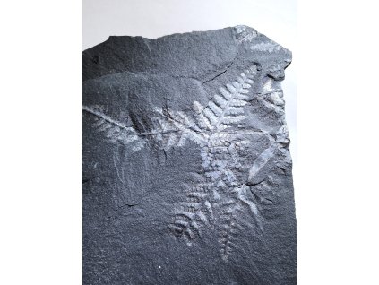 Fosílna papraď Pecopteris