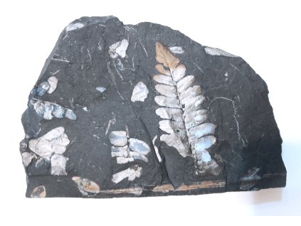 Fosílna papraď Neuropteris