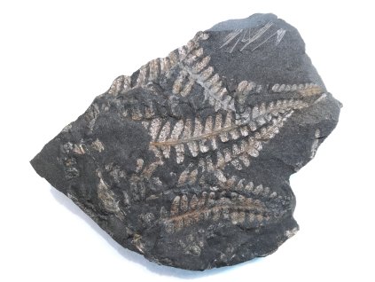 Fosílna papraď Pecopteris