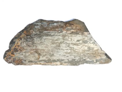 Fosílna praslička Calamites