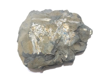 Fosílna papraď Eusphenopteris