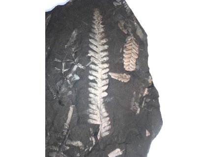 Fosílna papraď Neuropteris