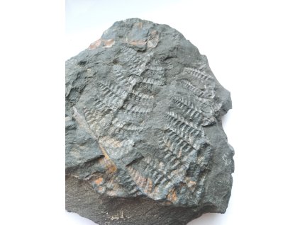 Fosílna papraď Pecopteris