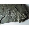 Fosílna praslička Asterophyllites