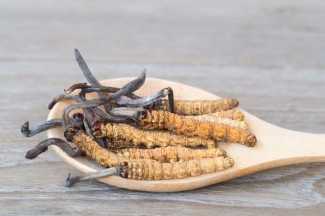 Cordyceps: Osobní zdroj přírodní energie