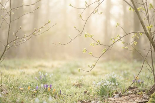 Jarní únava: proč vzniká a jak ji překonat přírodní cestou