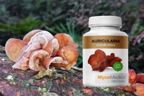 Jidášovo ucho - houba, která naslouchá