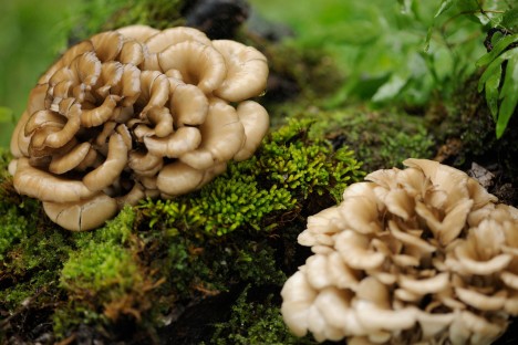 Trsnatec lupenitý (Maitake): Proč je tato vitální houba elixírem zdraví