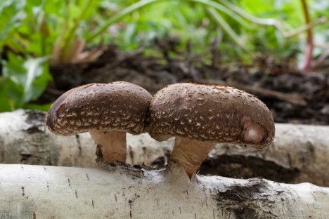 Shiitake neboli houževnatec jedlý: Zázračná houba z Asie