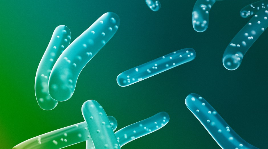 Lactobacillus