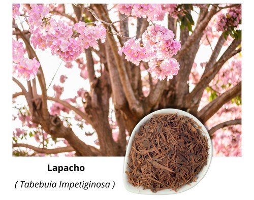 Lapacho