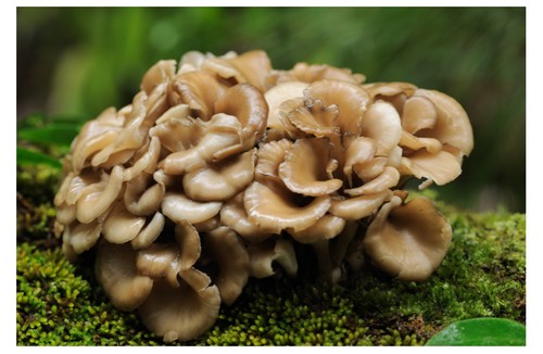Maitake