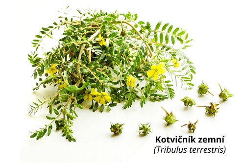 Kotvičník zemní jako součást bylinného čaje NaturalProtein Hubnutí