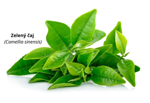 Zelený čaj jako součást bylinného čaje NaturalProtein Hubnutí