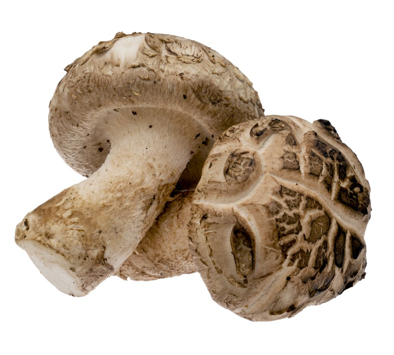 Shiitake_1