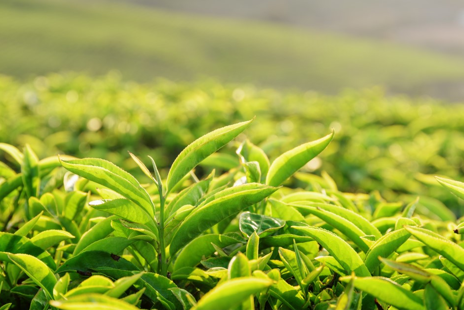 matcha tea