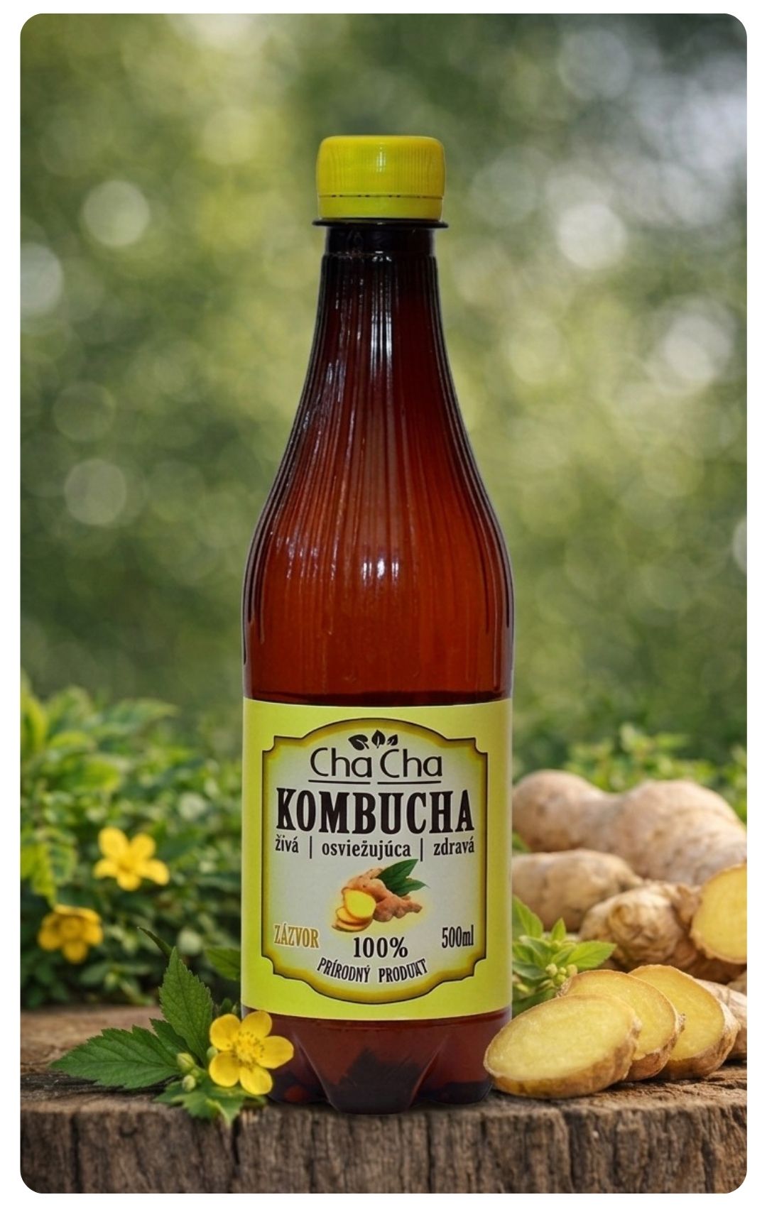Zázvor Kombucha