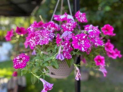 WhatsApp Image 2025 07 03 at 10.06.48 (3)