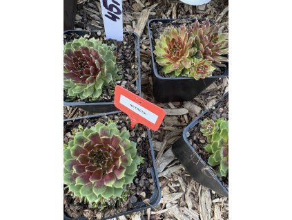 Netřesk různé druhy