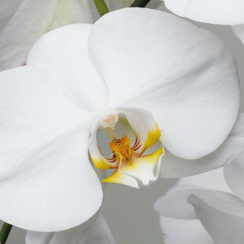 kosmetika pro kosmetické salony