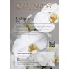 Yellow Rose Protokol Collagen A4 210525 1 1024
