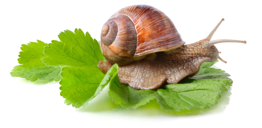 snail_a